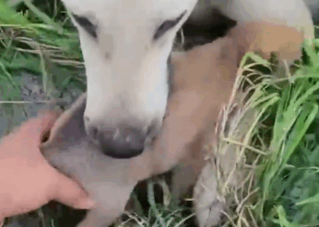 Part2 Animals Rescue #dogrescue #rescuedog #dogsofttiktok #foryoupage #foryou #dogs