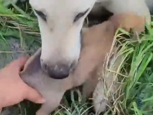 Part2 Animals Rescue #dogrescue #rescuedog #dogsofttiktok #foryoupage #foryou #dogs