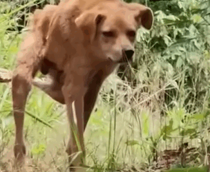 Part2 Animals Rescue #dogrescue #rescuedog #dogsofttiktok #foryoupage #foryou #dogs