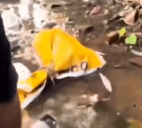 💔 Abandoned and forgotten… but this tiny life wasn’t ready to give rescuedog_part2