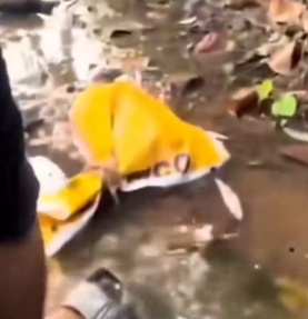 💔 Abandoned and forgotten… but this tiny life wasn’t ready to give rescuedog_part2