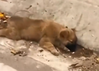 We rescue this puppy in the road_part2