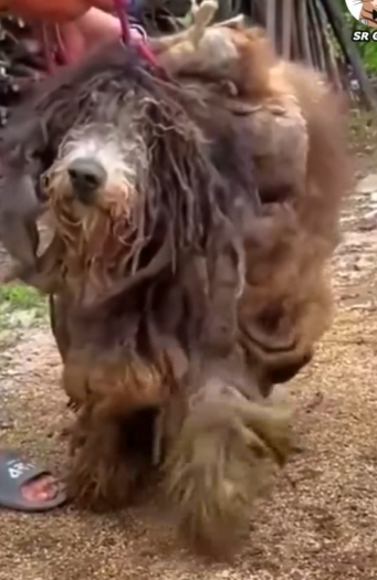 Part2.Animals Rescue #dogrescue #rescuedog #dogsofttiktok #foryoupage #foryou #dogs