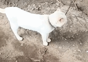 Part2.Animals Rescue #dogrescue #rescuedog #dogsofttiktok #foryoupage #foryou #dogs