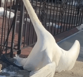 Part2 Animals Rescue #dogrescue #rescuedog #dogsofttiktok #foryoupage #foryou #dogs