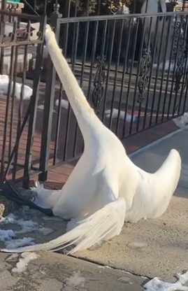 Part2 Animals Rescue #dogrescue #rescuedog #dogsofttiktok #foryoupage #foryou #dogs