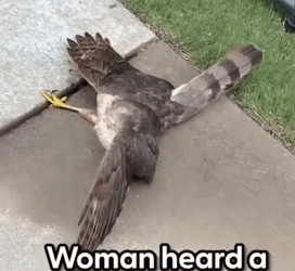 He had flown right into the side of her house but she knew exactly what to do_part2