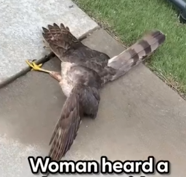 He had flown right into the side of her house but she knew exactly what to do_part2