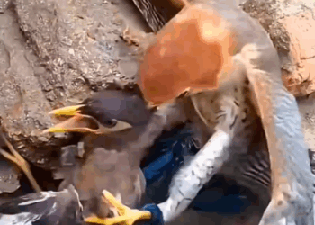 This_man_saved_myna_from_the_eagle_and_happy_ending__part2