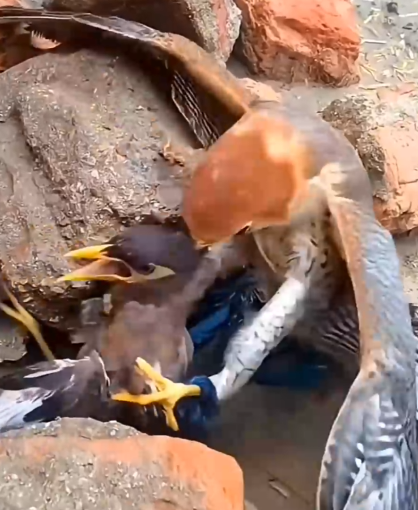 This_man_saved_myna_from_the_eagle_and_happy_ending__part2