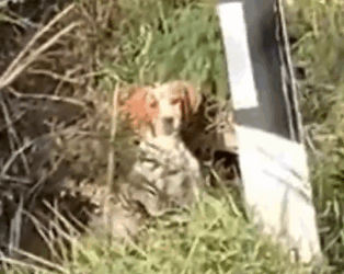 He Barked at Me… But Was Really Crying for Rescue 😢_part2