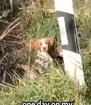 He Barked at Me… But Was Really Crying for Rescue 😢_part2