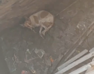 Her huge grin once she was feeling all better 💖 Thanks to Animal Aid Unlimited To help Animal Aid Unlimited save more animals_part2