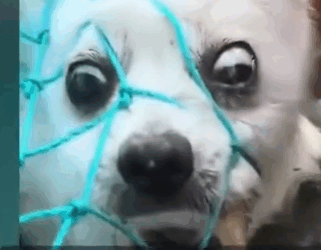 Part2 Animals Rescue #dogrescue #rescuedog #dogsofttiktok #foryoupage #foryou #dogs