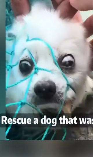 Part2 Animals Rescue #dogrescue #rescuedog #dogsofttiktok #foryoupage #foryou #dogs