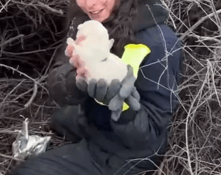 Part2 Animals Rescue #dogrescue #rescuedog #dogsofttiktok #foryoupage #foryou #dogs