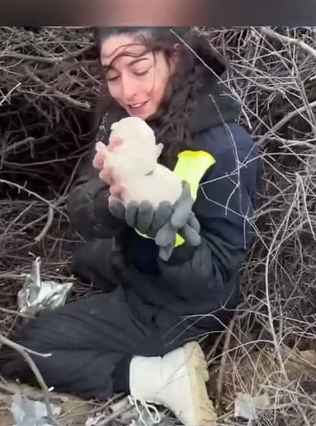 Part2 Animals Rescue #dogrescue #rescuedog #dogsofttiktok #foryoupage #foryou #dogs