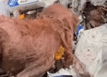 Part2 Animals Rescue #dogrescue #rescuedog #dogsofttiktok #foryoupage #foryou #dogs