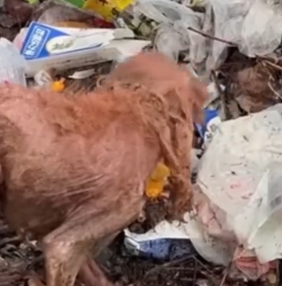 Part2 Animals Rescue #dogrescue #rescuedog #dogsofttiktok #foryoupage #foryou #dogs