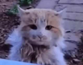 This cat standing in front of our house broke my heart_part2