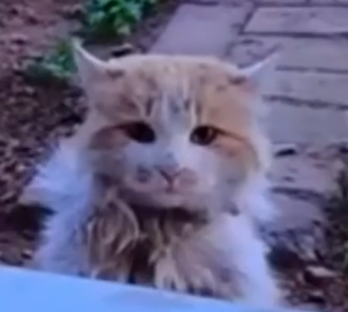 This cat standing in front of our house broke my heart_part2
