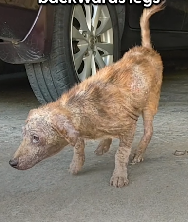 Part2.Animals Rescue #dogrescue #rescuedog #dogsofttiktok #foryoupage #foryou #dogs