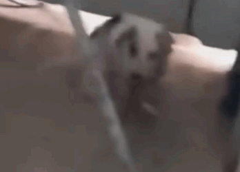 Part2.Animals Rescue #dogrescue #rescuedog #dogsofttiktok #foryoupage #foryou #dogs