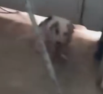 Part2.Animals Rescue #dogrescue #rescuedog #dogsofttiktok #foryoupage #foryou #dogs