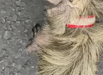 Little Dog Who Looked Like A Rat Is So Fluffy Now_part2