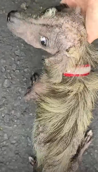 Little Dog Who Looked Like A Rat Is So Fluffy Now_part2