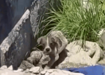 I Followed a Strange Sound… and Found THIS Puppy 😱_part2