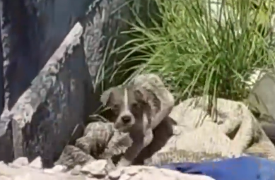 I Followed a Strange Sound… and Found THIS Puppy 😱_part2