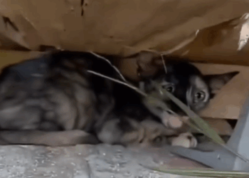 In the abandoned place rescue a cat_part2