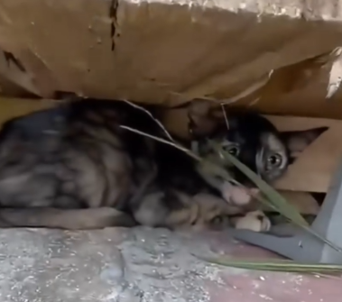 In the abandoned place rescue a cat_part2