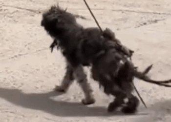 Part2 Animals Rescue #dogrescue #rescuedog #dogsofttiktok #foryoupage #foryou #dogs