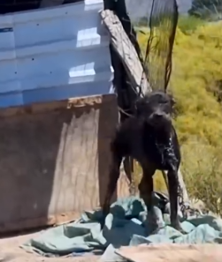 Part2.Animals Rescue #dogrescue #rescuedog #dogsofttiktok #foryoupage #foryou #dogs