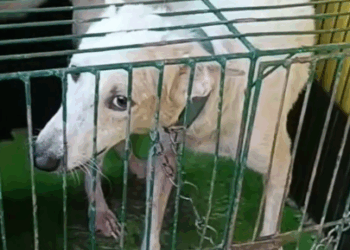 Part2.Animals Rescue #dogrescue #rescuedog #dogsofttiktok #foryoupage #foryou #dogs