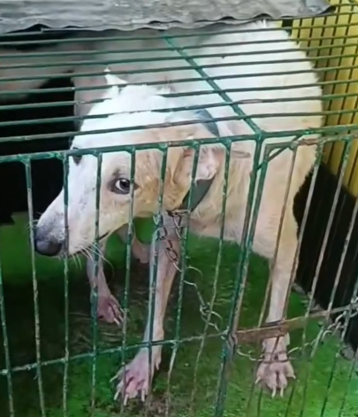 Part2.Animals Rescue #dogrescue #rescuedog #dogsofttiktok #foryoupage #foryou #dogs