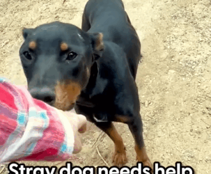 Mama Rottie Living In A Tent Leads Rescuers To Her 7 Babies_part2