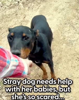 Mama Rottie Living In A Tent Leads Rescuers To Her 7 Babies_part2
