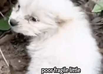 I Found a Fragile Puppy in the Rain… You Won’t Believe His Transformation 🐾😢➡️✨_part2