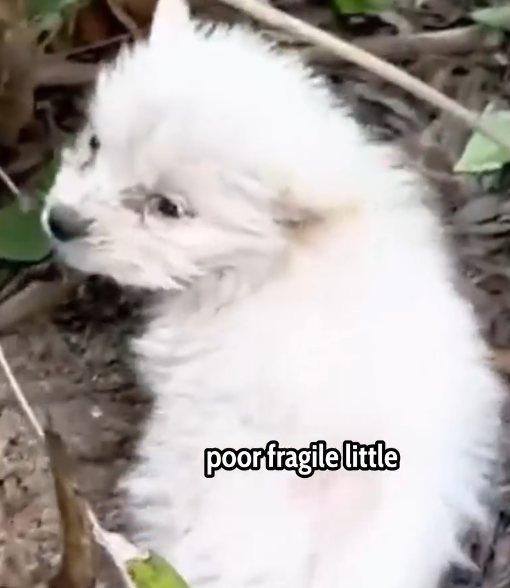 I Found a Fragile Puppy in the Rain… You Won’t Believe His Transformation 🐾😢➡️✨_part2