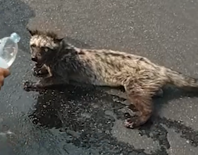 This civet rescue story is heartwarming 🐾🔥❤️_part2