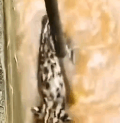 In the water we rescue a cat_part2