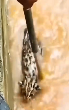 In the water we rescue a cat_part2