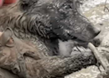 Part2 Animals Rescue #dogrescue #rescuedog #dogsofttiktok #foryoupage #foryou #dogs