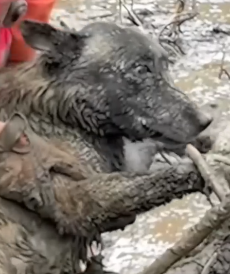 Part2 Animals Rescue #dogrescue #rescuedog #dogsofttiktok #foryoupage #foryou #dogs