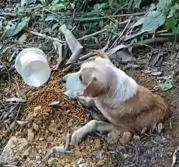 Part2.Animals Rescue #dogrescue #rescuedog #dogsofttiktok #foryoupage #foryou #dogs