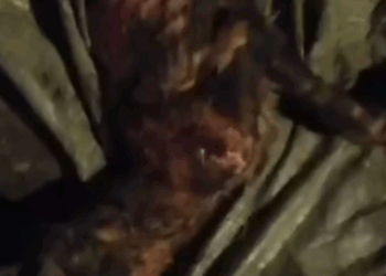 Part2.Animals Rescue #dogrescue #rescuedog #dogsofttiktok #foryoupage #foryou #dogs