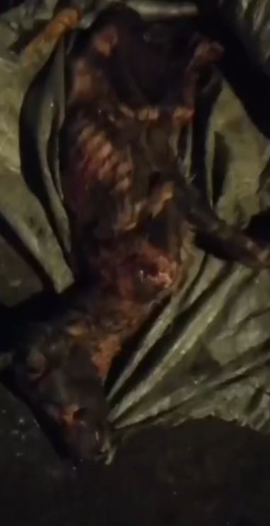 Part2.Animals Rescue #dogrescue #rescuedog #dogsofttiktok #foryoupage #foryou #dogs